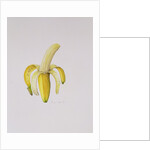 A Half-peeled Banana, 1997 by Alison Cooper