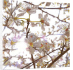 Prelude, 2014 by Helen White