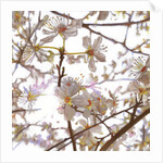 Prelude, 2014 by Helen White