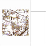 Prelude, 2014 by Helen White