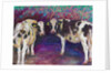 Sheltering Cows, 2011 by Helen White