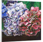 Hydrangeas, 2010 by Helen White