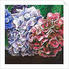 Hydrangeas, 2010 by Helen White
