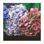 Hydrangeas, 2010 by Helen White