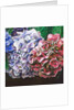 Hydrangeas, 2010 by Helen White