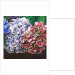 Hydrangeas, 2010 by Helen White