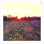 Farley Sunset, 2012 by Helen White