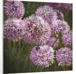 Summer Bees, 2014 by Helen White