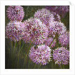 Summer Bees, 2014 by Helen White