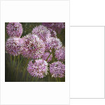 Summer Bees, 2014 by Helen White