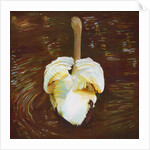 Grace, 2014 by Helen White