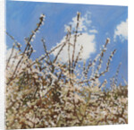 Mayflower, 2012 by Helen White