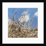 Mayflower, 2012 by Helen White