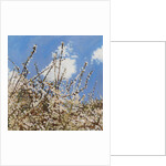 Mayflower, 2012 by Helen White