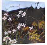 Provencal garden I by Helen White