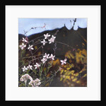 Provencal garden I by Helen White