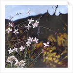 Provencal garden I by Helen White