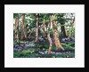 Bluebell Wood, 2009 by Helen White