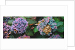 Hydrangeas, 2018 by Helen White