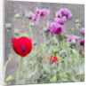 Poppies, 2018 by Helen White