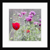Poppies, 2018 by Helen White