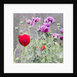Poppies, 2018 by Helen White