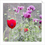 Poppies, 2018 by Helen White