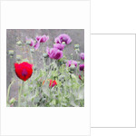 Poppies, 2018 by Helen White