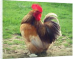 Proud Cockerel, 2018 by Helen White