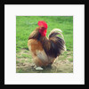 Proud Cockerel, 2018 by Helen White