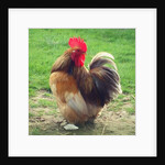 Proud Cockerel, 2018 by Helen White