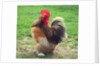 Proud Cockerel, 2018 by Helen White