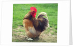 Proud Cockerel, 2018 by Helen White