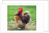 Proud Cockerel, 2018 by Helen White