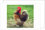 Proud Cockerel, 2018 by Helen White