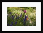 Summer Abundance, 2018 by Helen White