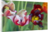 Bright Tulips, 2018 by Helen White