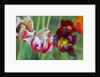 Bright Tulips, 2018 by Helen White