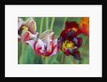 Bright Tulips, 2018 by Helen White
