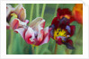 Bright Tulips, 2018 by Helen White