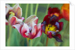 Bright Tulips, 2018 by Helen White