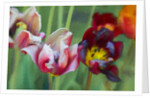 Bright Tulips, 2018 by Helen White