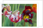 Bright Tulips, 2018 by Helen White