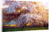 Evening Blossom, 2018 by Helen White