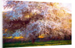 Evening Blossom, 2018 by Helen White
