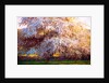 Evening Blossom, 2018 by Helen White