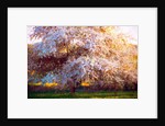 Evening Blossom, 2018 by Helen White