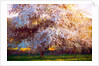 Evening Blossom, 2018 by Helen White