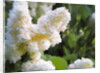 Pure White Lilac, 2018 by Helen White