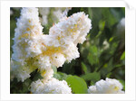 Pure White Lilac, 2018 by Helen White